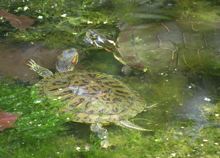 Turtle Combo